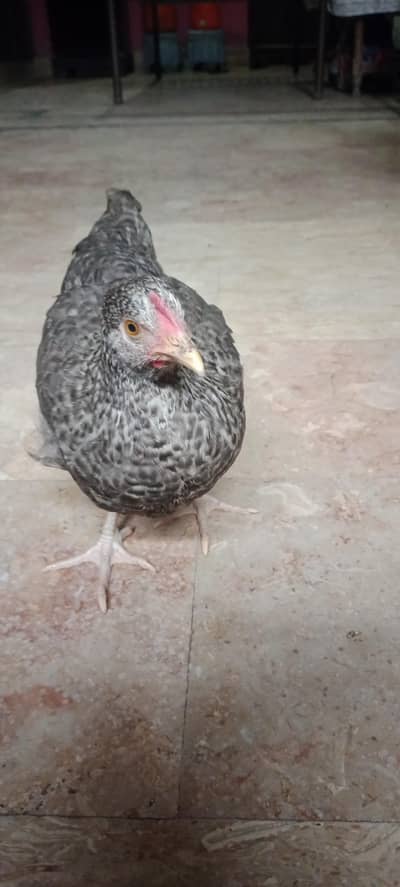 Murghi For Sale