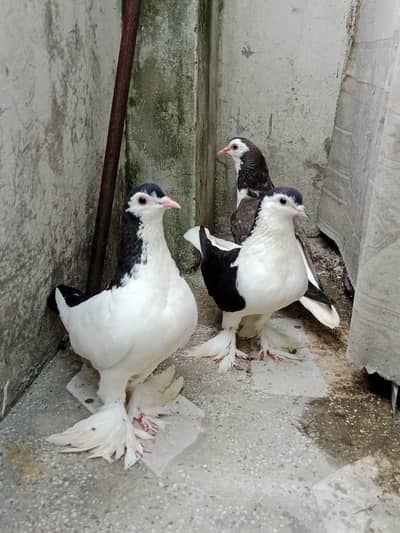 breeder pair with baby