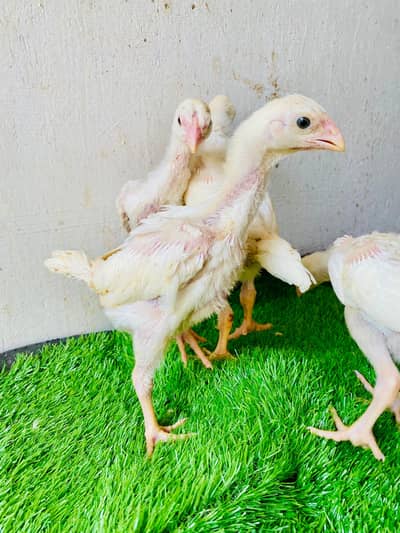 white shamo pair German king