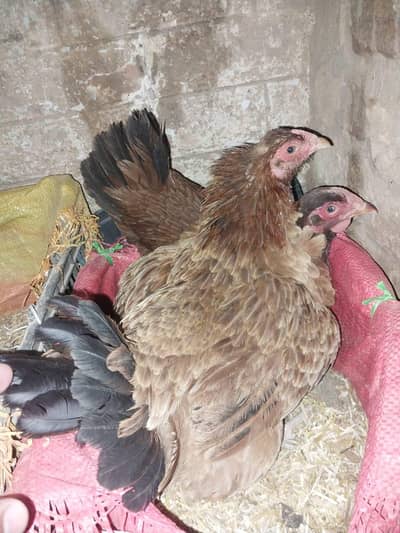 Kuruk Desi Pure Hens . WhatsApp 03171947677