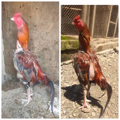 2 asel murga salita or chena
