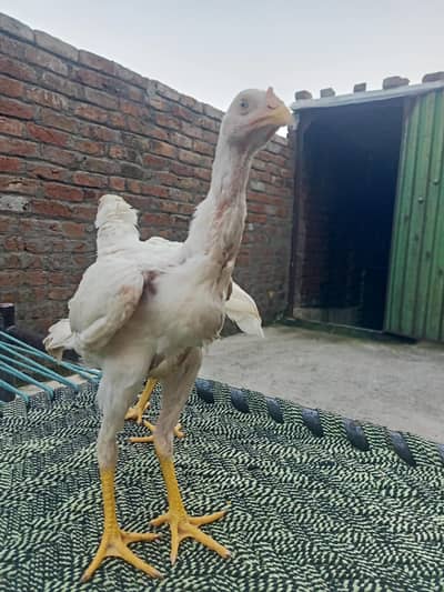 2 full white aseel pathy healthy and fit