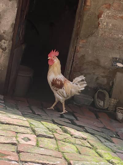 3 ماہ کا ولایتی مرغا