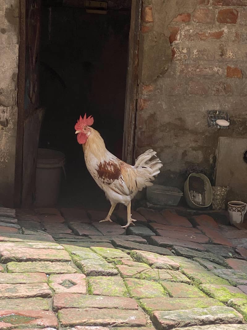 3 ماہ کا ولایتی مرغا 1