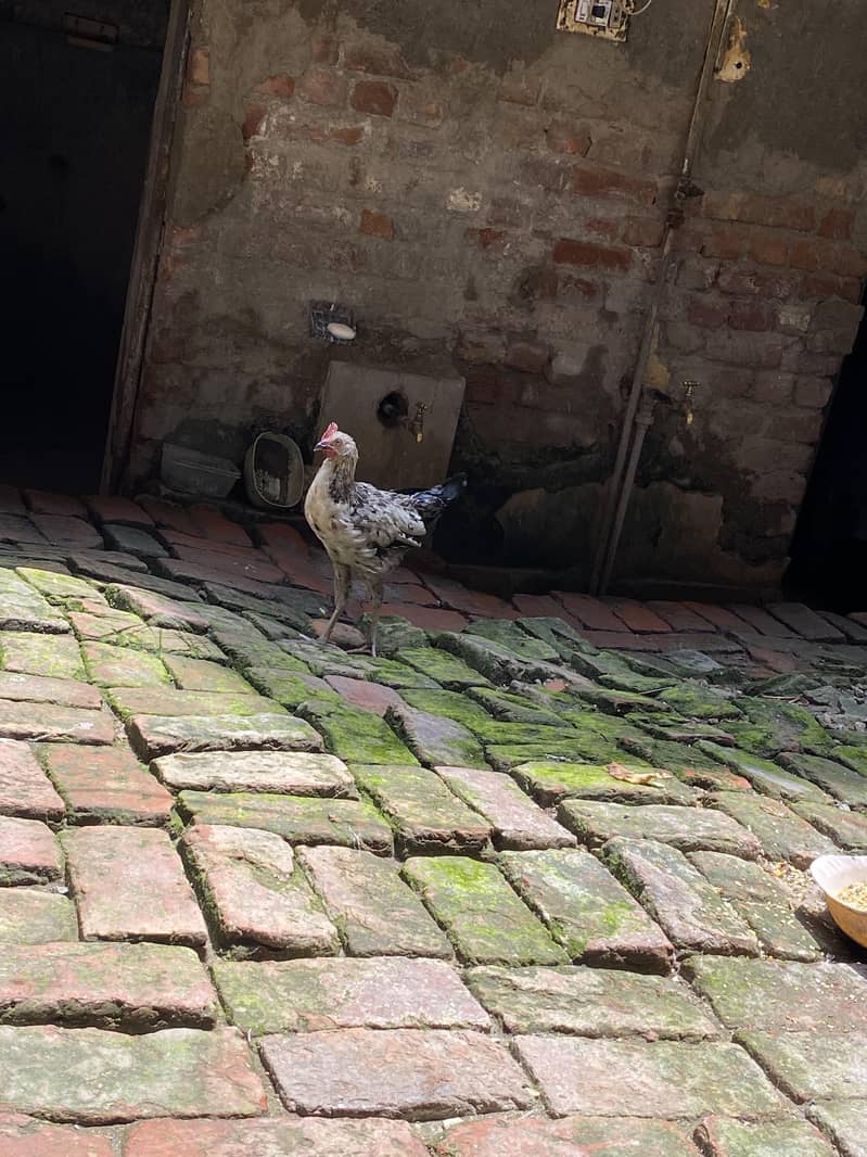 3 ماہ کا ولایتی مرغا 2