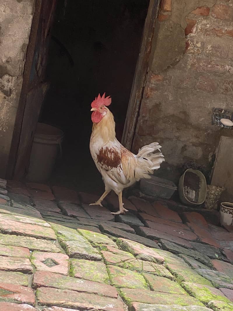 3 ماہ کا ولایتی مرغا 3