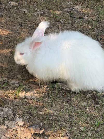 German Angora Cross breed  5 PC's