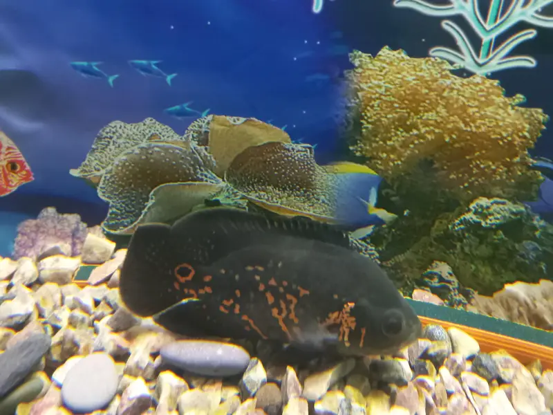 Tiger oscar — photo 2