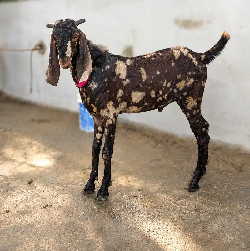 healthy kamori for sale best of qurbani 2027