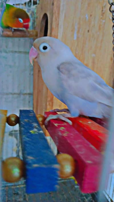love bird beautiful and healthy pair