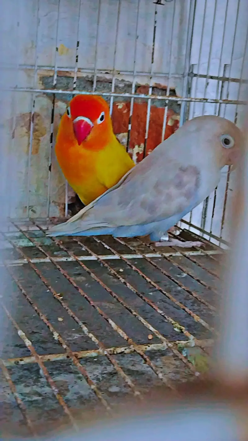 love bird beautiful and healthy pair — photo 2