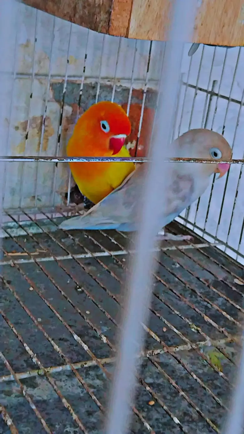 love bird beautiful and healthy pair — photo 3