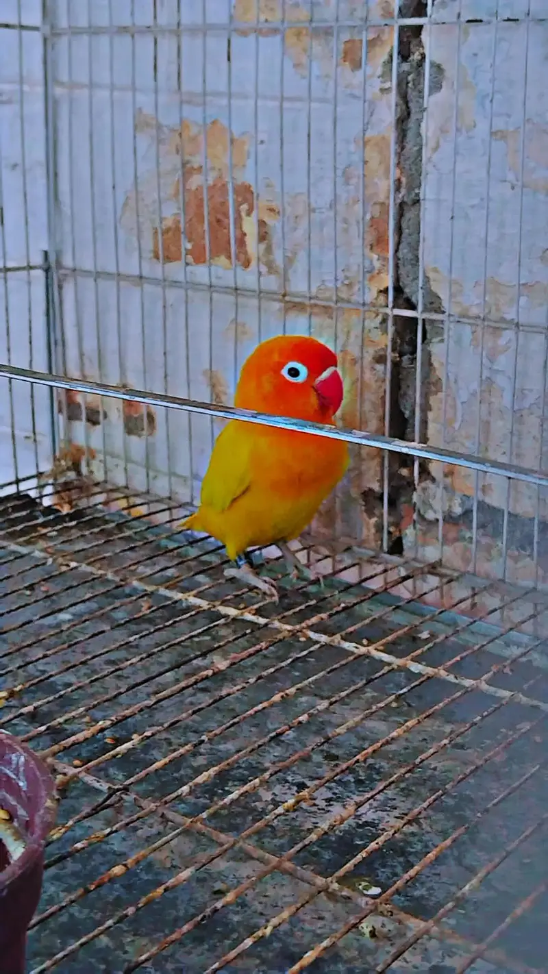 love bird beautiful and healthy pair — photo 4