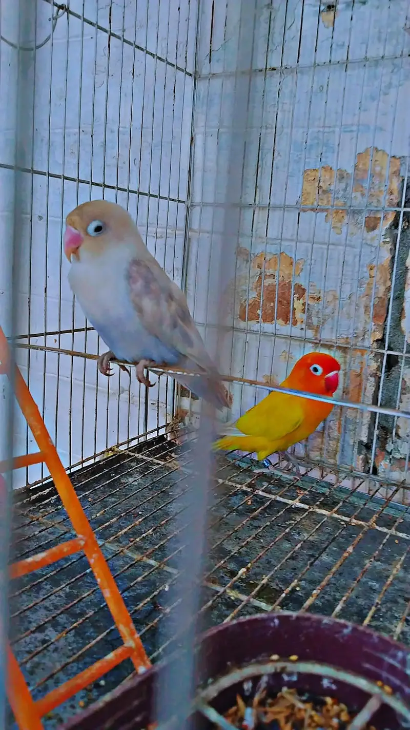 love bird beautiful and healthy pair — photo 5