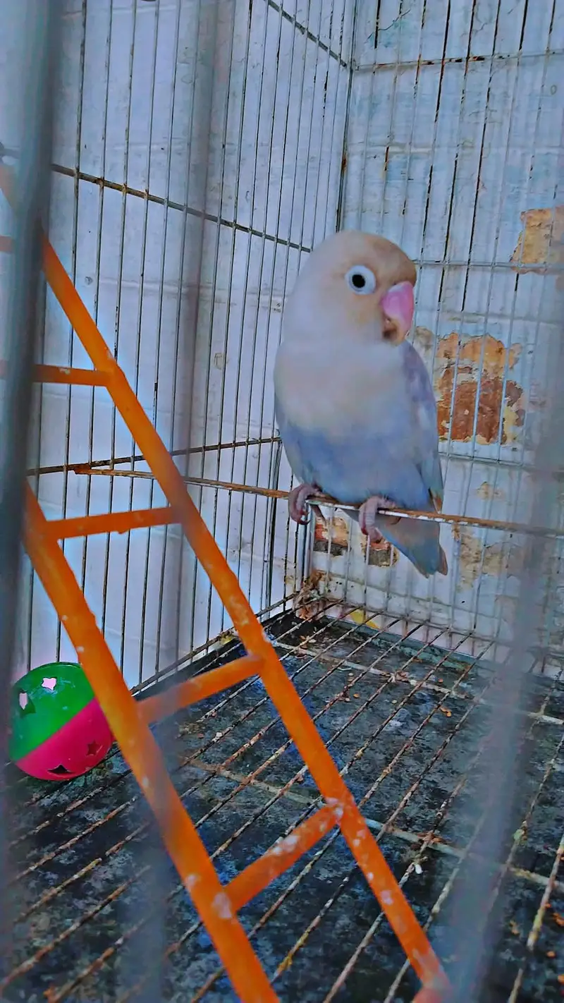 love bird beautiful and healthy pair — photo 6