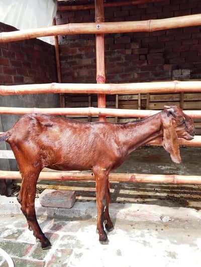 Nagra Nasal Bakri