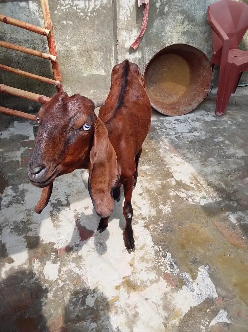 Nagra Nasal Bakri — photo 2