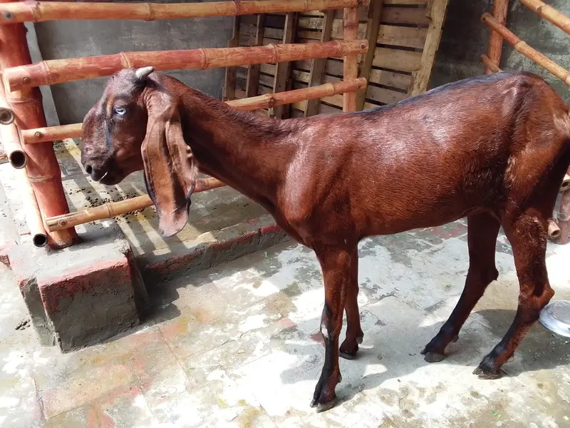 Nagra Nasal Bakri — photo 3