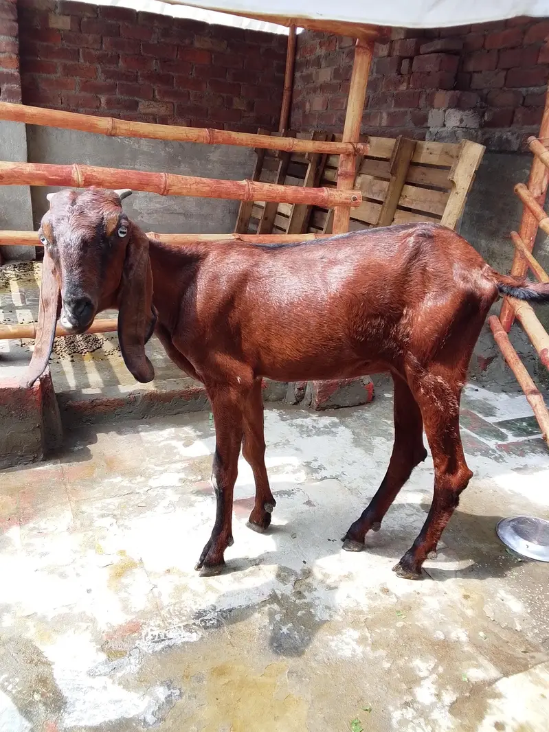Nagra Nasal Bakri — photo 4