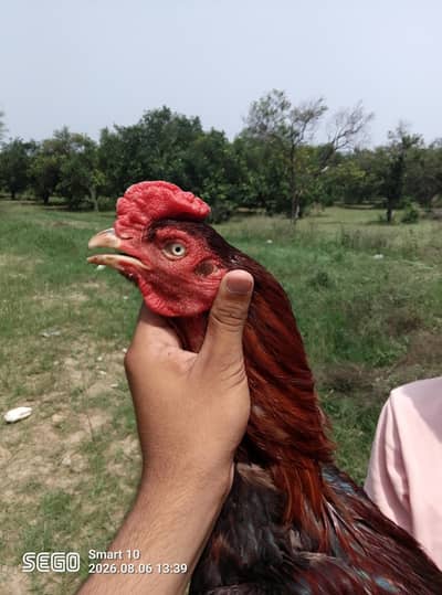Lakha