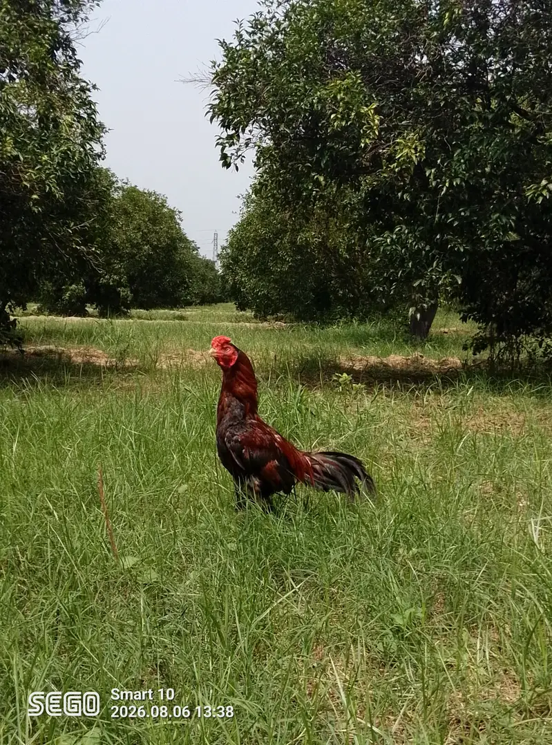 Lakha — photo 3