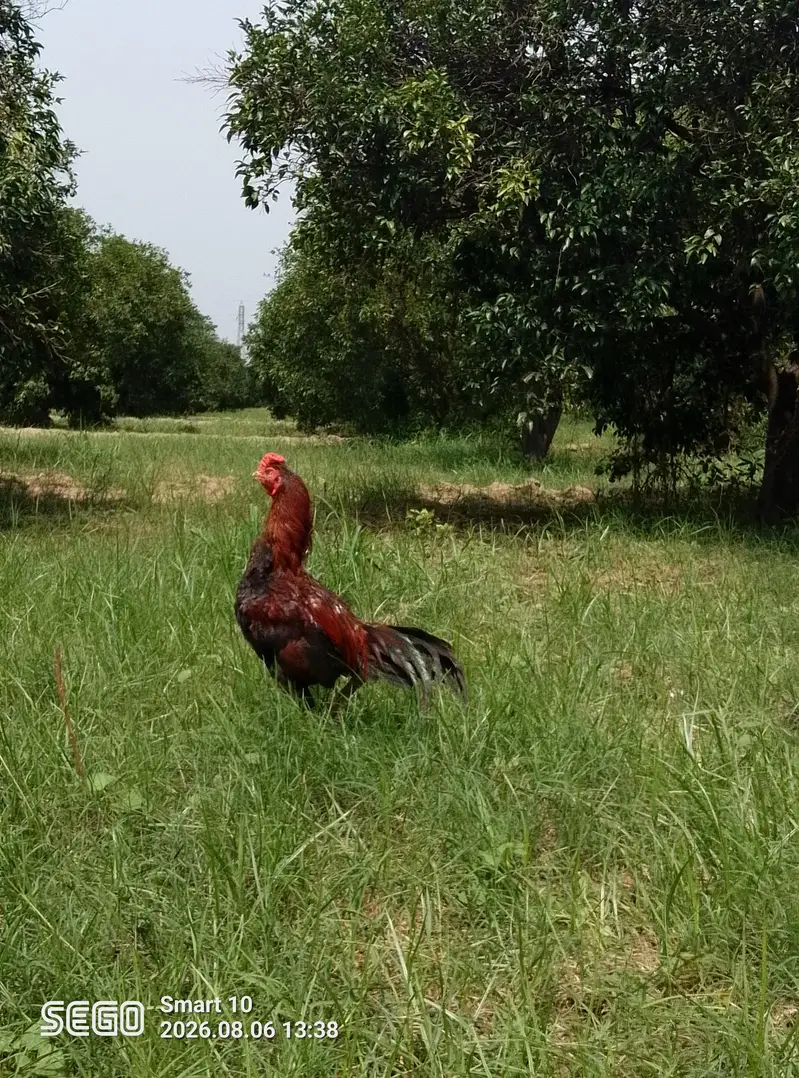 Lakha — photo 4