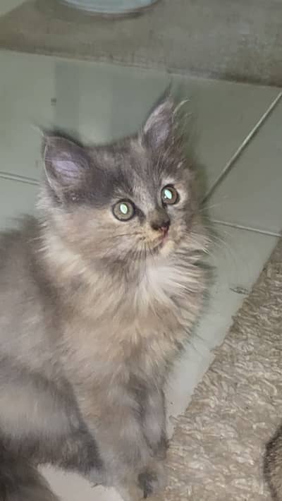 female cat litter trained well mannered price is negotiable