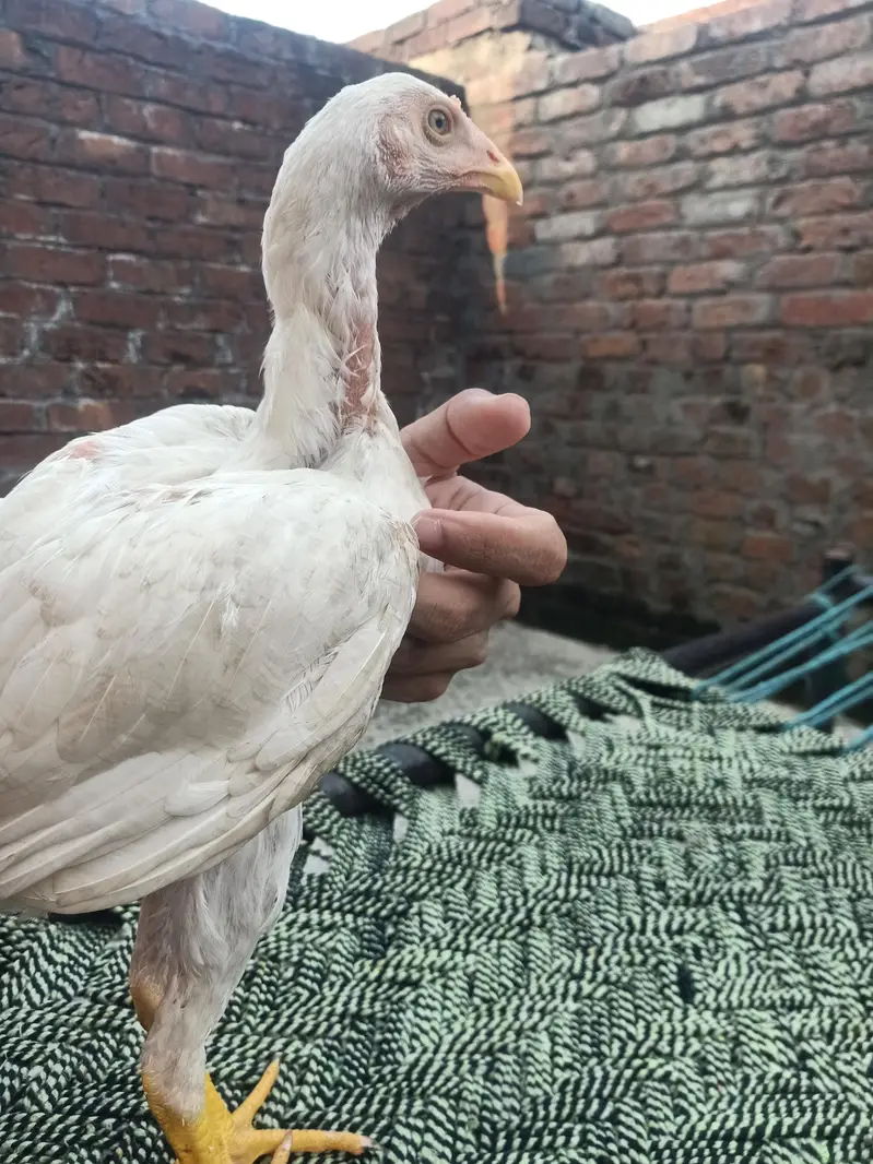 2 pure white aseel pathy healthy and fit — photo 4