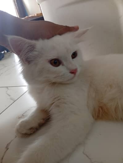 Persian 1 year Cat for Sale