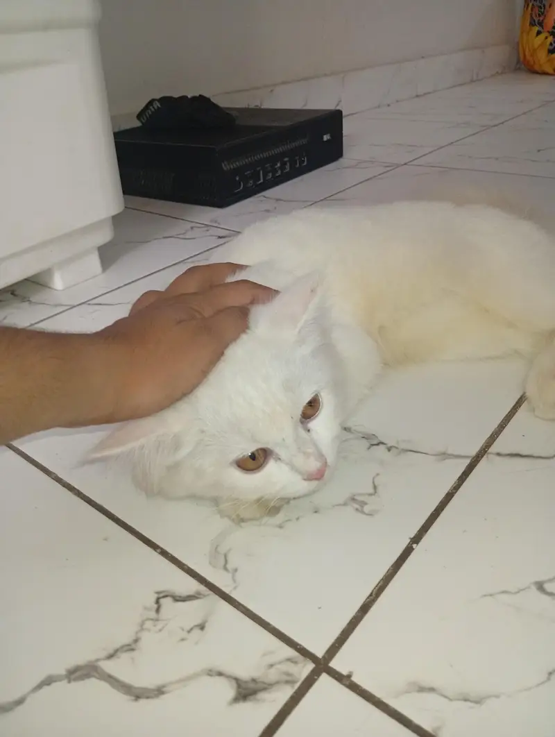 Persian 1 year Cat for Sale — photo 2