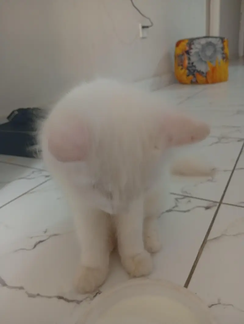 Persian 1 year Cat for Sale — photo 3