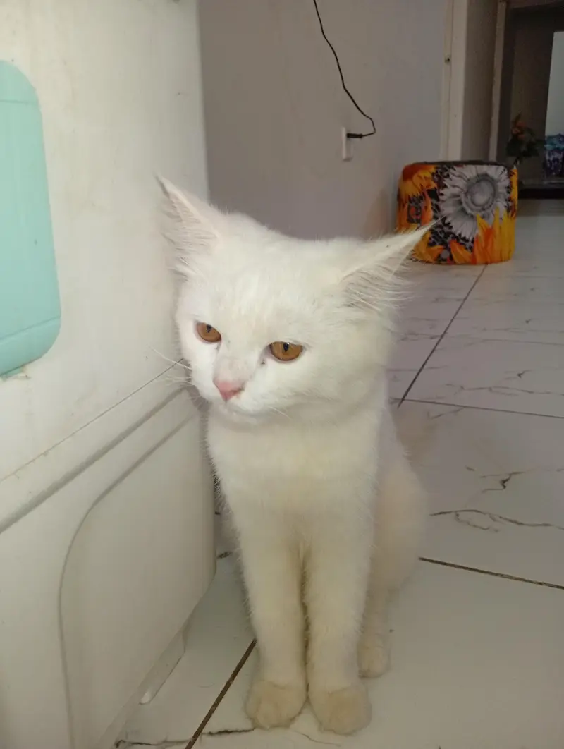Persian 1 year Cat for Sale — photo 4