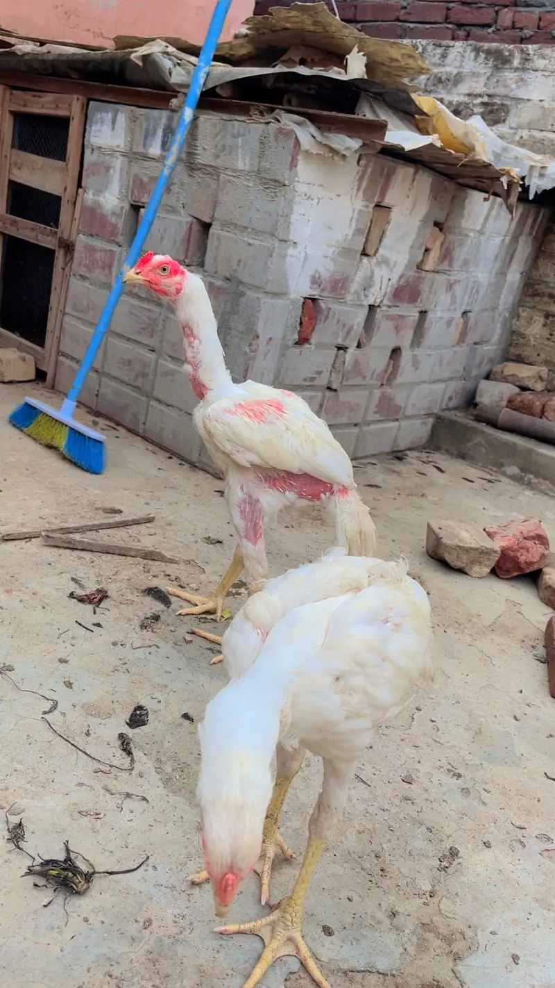Aseel Heera Pair — photo 2