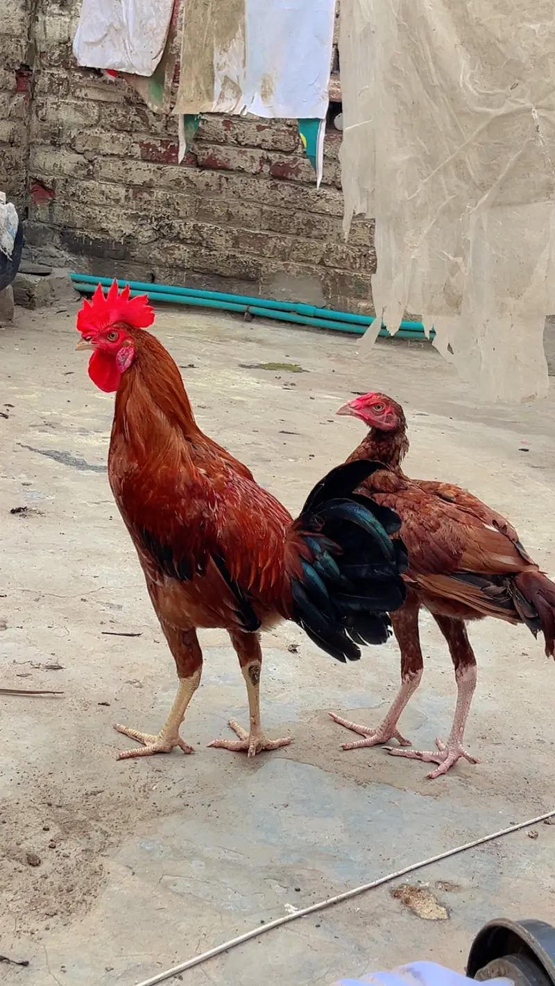 Aseel Heera Pair — photo 3