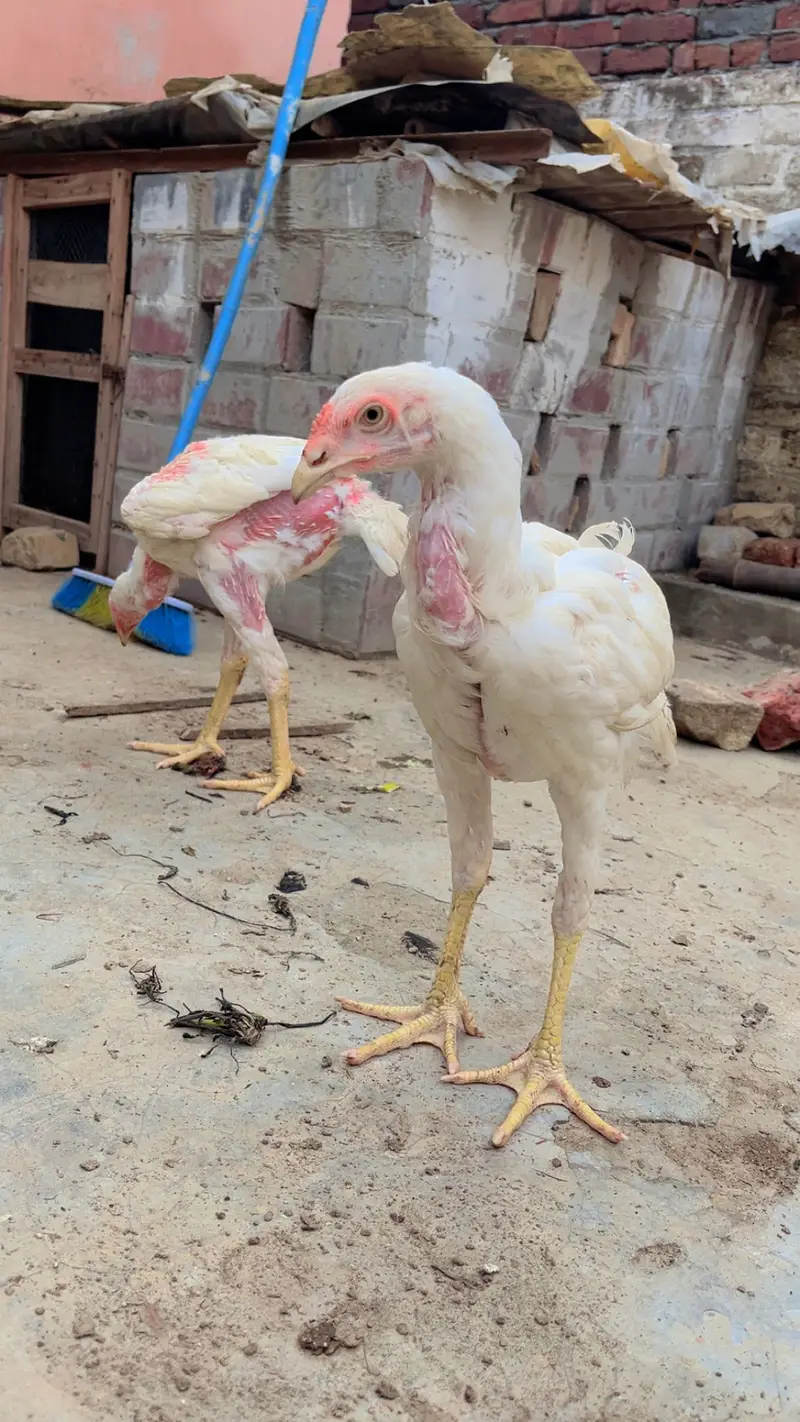 Aseel Heera Pair — photo 4