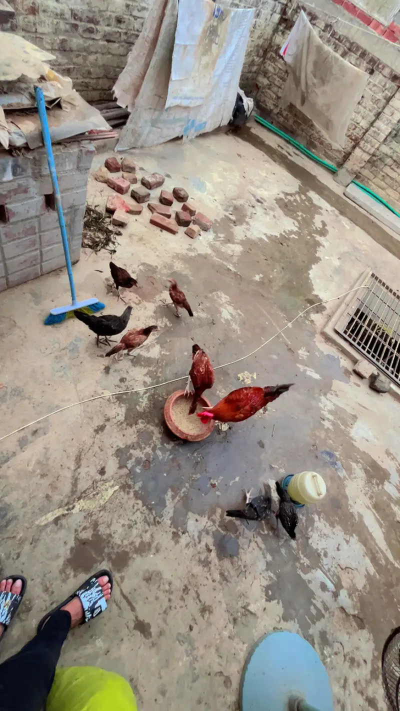 Aseel Heera Pair — photo 5