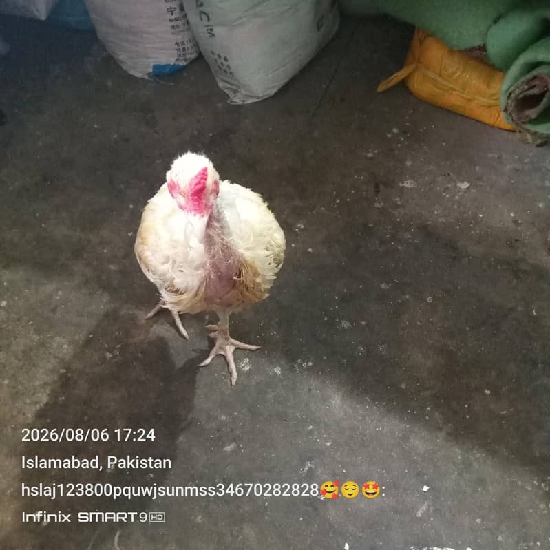 murga 1