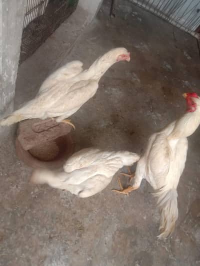 outstanding bloodline home breed  oh Shamo context 03288492214