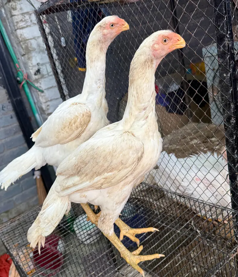 outstanding bloodline home breed  oh Shamo context 03288492214 — photo 3