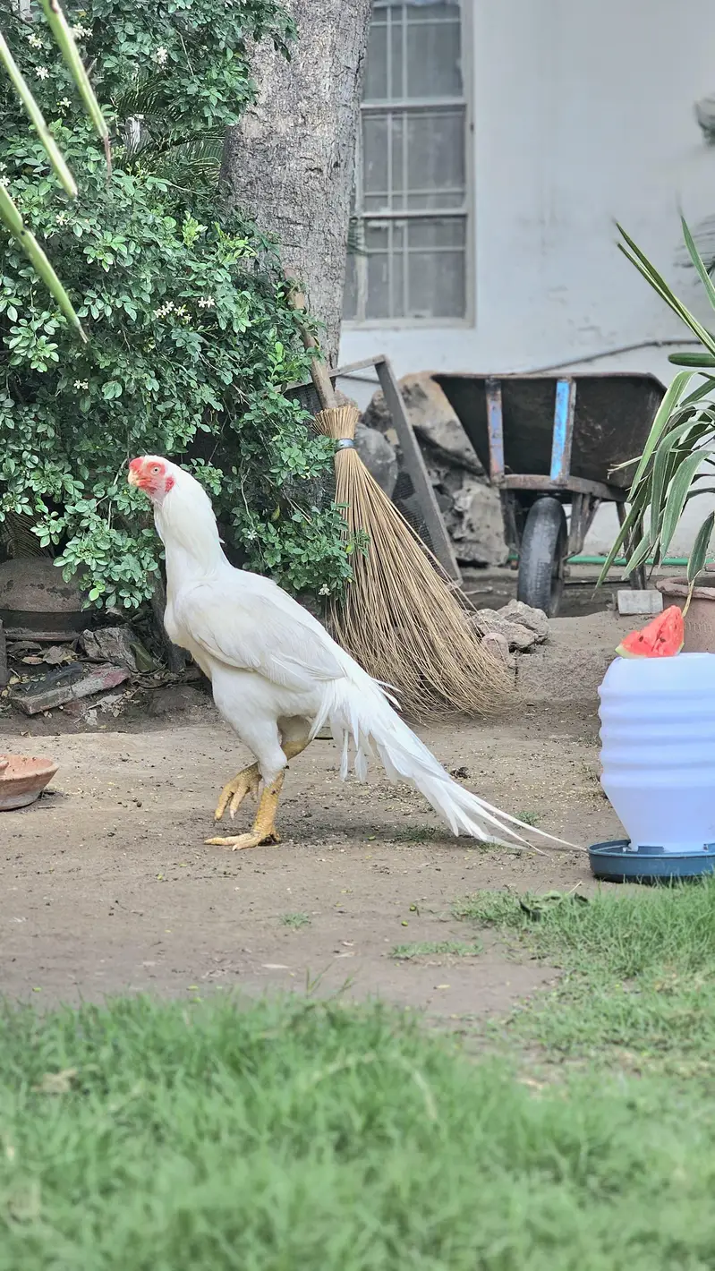 outstanding bloodline home breed  oh Shamo context 03288492214 — photo 5