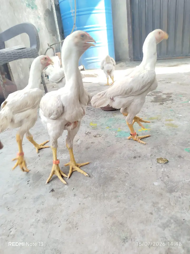 outstanding bloodline home breed  oh Shamo context 03288492214 — photo 7