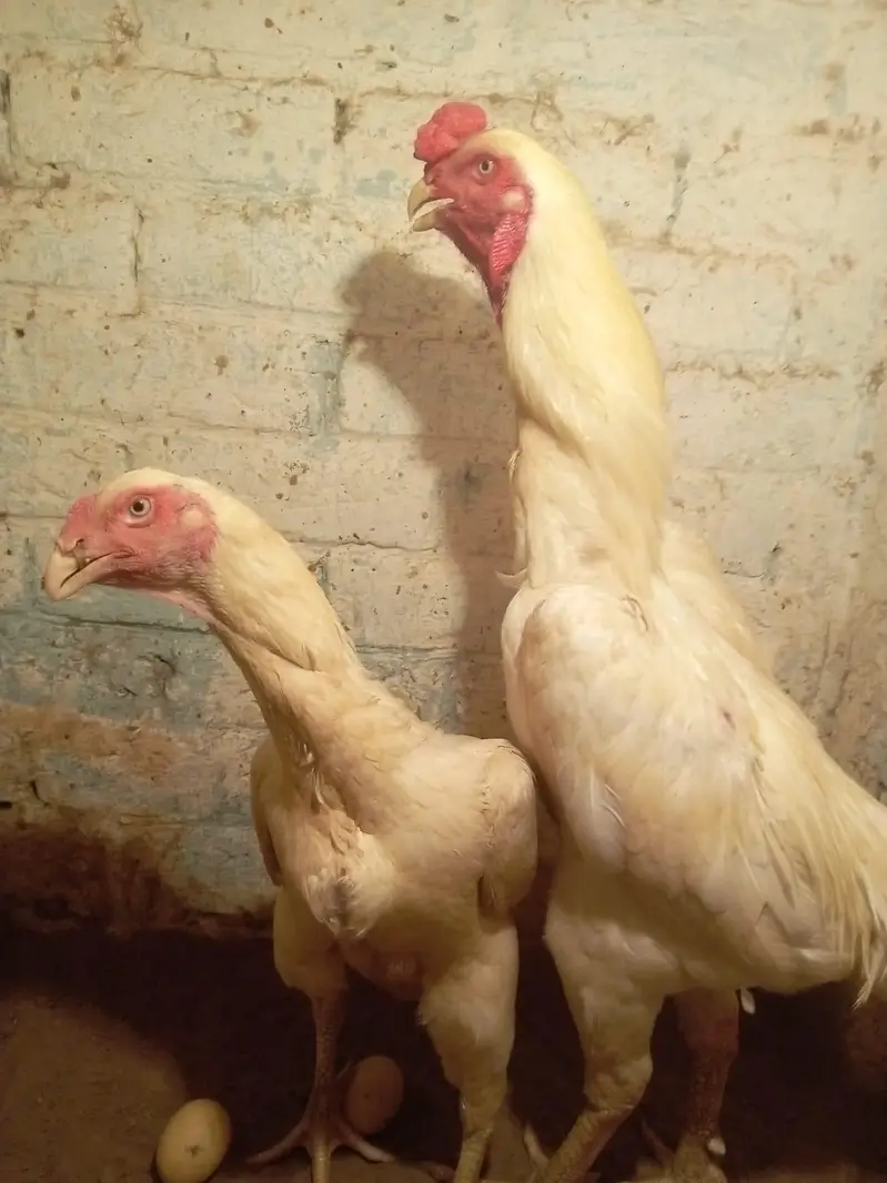 outstanding bloodline home breed  oh Shamo context 03288492214 — photo 9