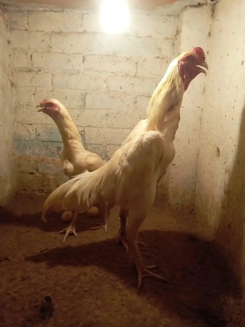 outstanding bloodline home breed  oh Shamo context 03288492214 — photo 10