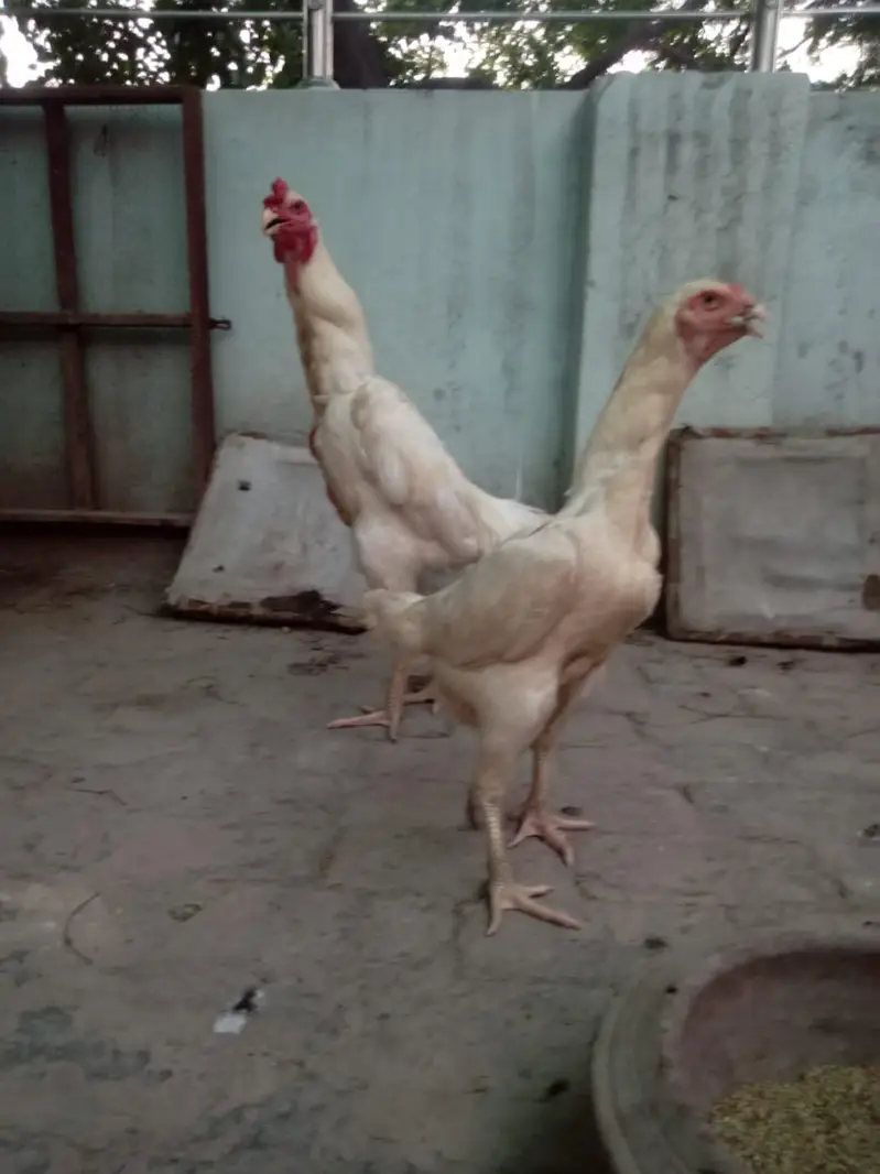 outstanding bloodline home breed  oh Shamo context 03288492214 — photo 11