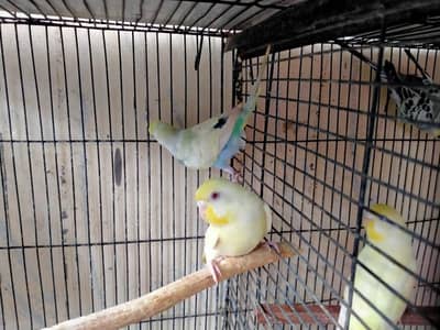High quality pairs all female red eyes and males split red eyes.