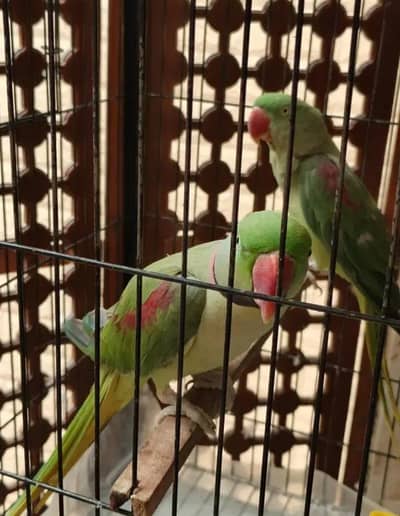 Kashmiri RAW breeder pair