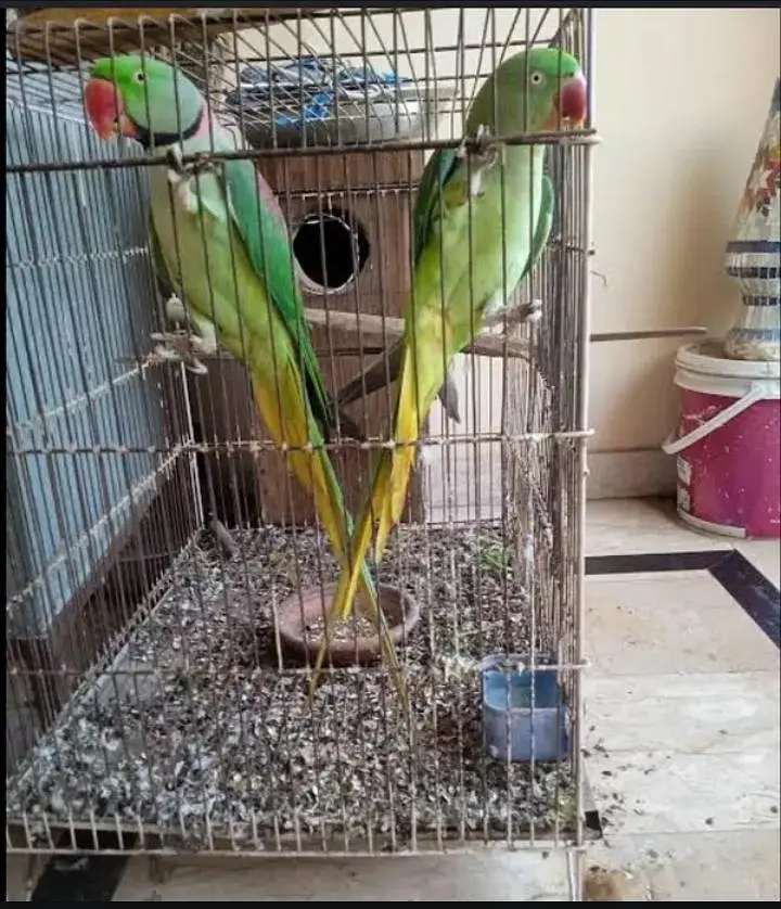 Kashmiri RAW breeder pair — photo 2