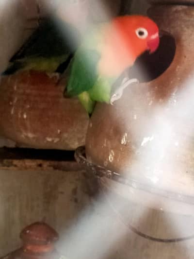 green opline femae and fisher male for sale