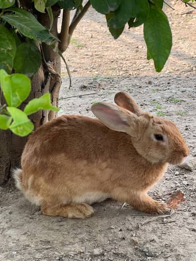 Newzealand  brown breeder female