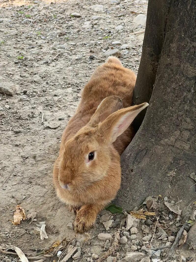 Newzealand  brown breeder female — photo 2
